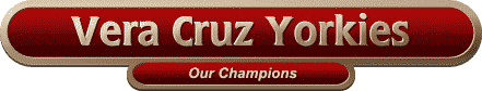 Vera Cruz Yorkies -- Our Champions