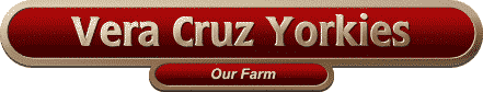 Vera Cruz Yorkies - Our Farm