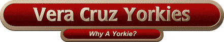 Vera Cruz Farm Kennel -- Why A Yorkie?
